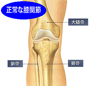 膝関節の正常